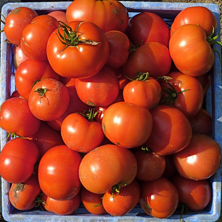 افزایش نرخ گوجه فرنگی ارتباطی به سیلاب سیستان و بلوچستان ندارد - Rising tomato price have nothing to do with the floods in Sistan and Baluchestan افزایش نرخ گوجه فرنگی ارتباطی به سیلاب سیستان و بلوچستان ندارد - Rising tomato price have nothing to do with the floods in Sistan and Baluchestan