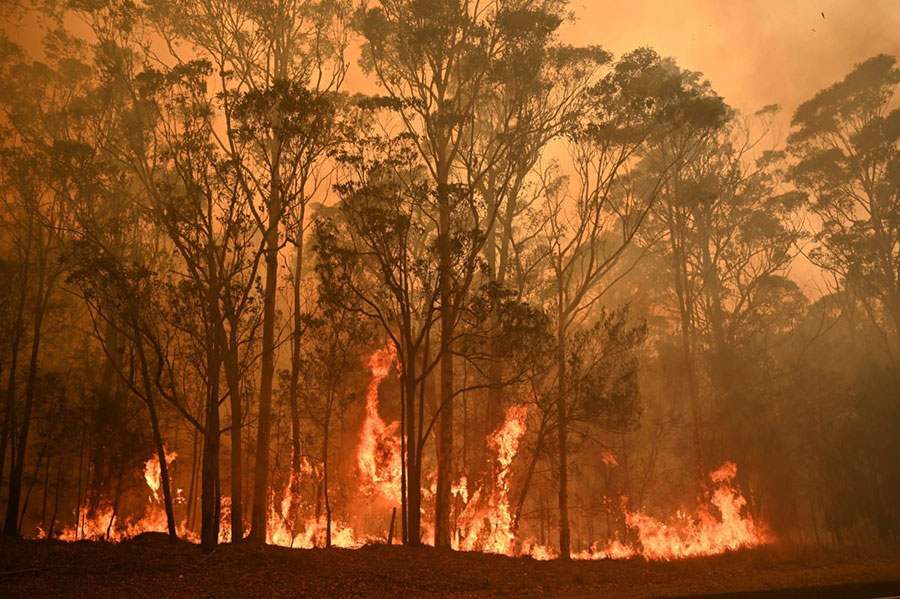 risk-of-extinction-of-some-animal-species-in-australia-fire risk-of-extinction-of-some-animal-species-in-australia-fire