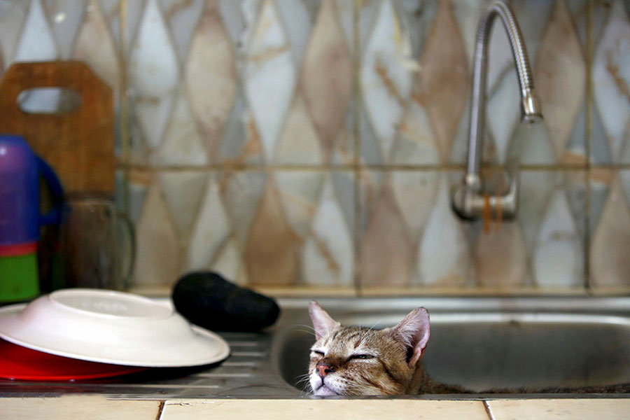 چرت زدن گربه در سینک آشپزخانه در پناهگاه گربه ای به نام Rumah Kucing Parung در بوگور ، استان جاوا غربی اندونزی