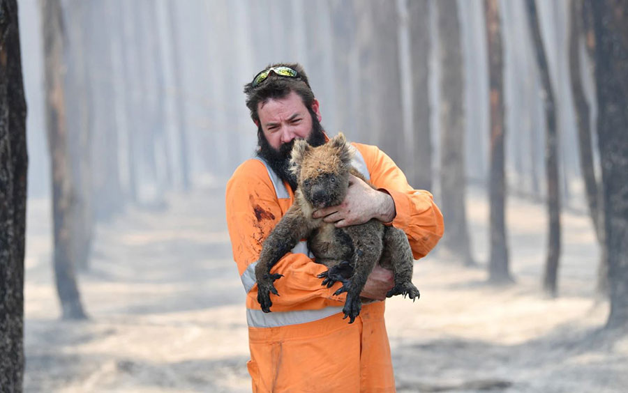 یکی از کوآلاهای نجات یافته از آتش سوزی جنگلهای استرالیا