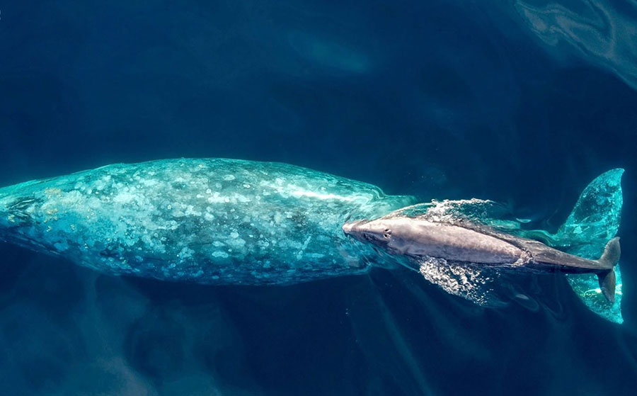 بچه نهنگ خاکستری درکنار مادرش به سمت ساحل جنوبی کالیفرنیا