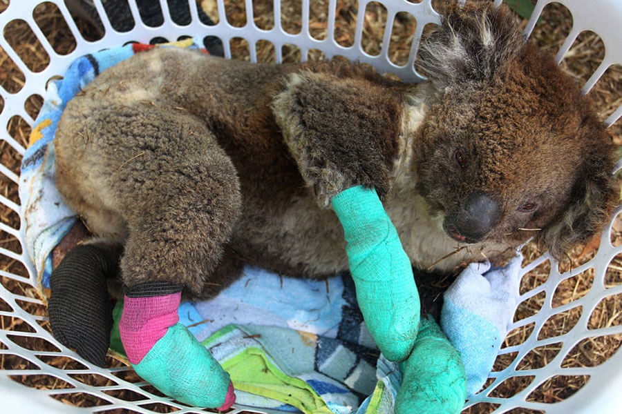 کوالاهای نجات یافته از آتش سوزی جنگی در استرالیا