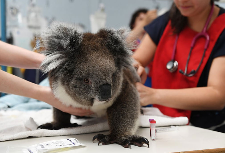 کوالاهای نجات یافته از آتش سوزی جنگی در استرالیا