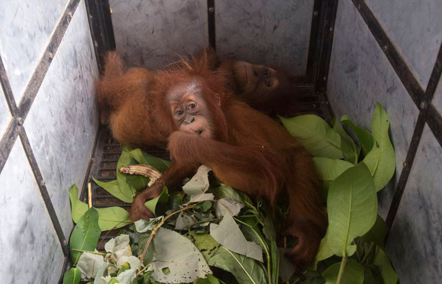 دو بچه اورانگوتان در سوماترای شمالی اندونزی کشف شده از قاچاقچیان