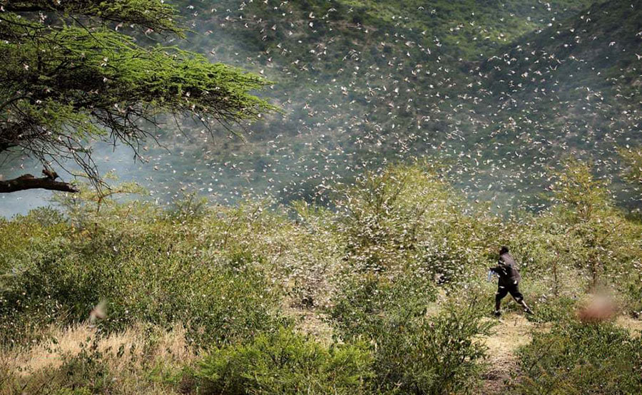 تلاش یک کشاورز برای بیرون کردن ملخ ها از مزرعه اش در سومالی