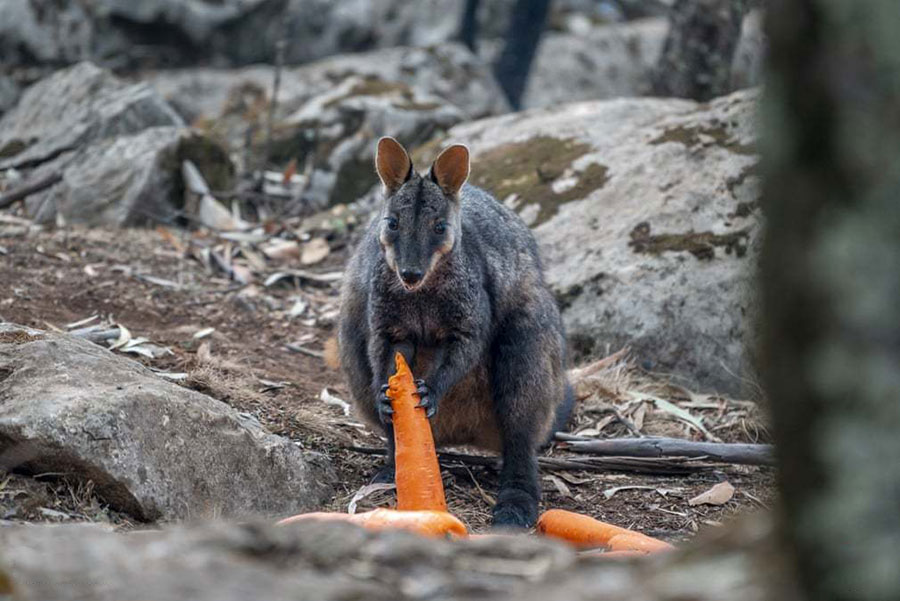 یک کانگوروی نجات یافته از آتش سوزی استرالیا در حال خوردن هویج