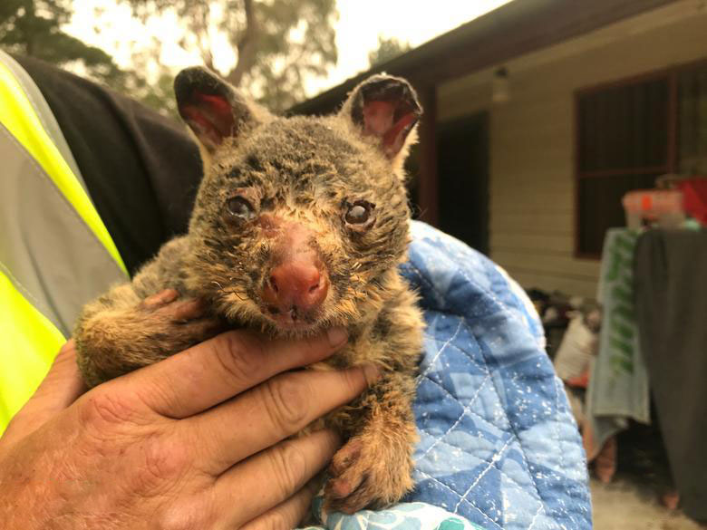 آسیب دیدن حیوانات در آتش سوزی استرالیا