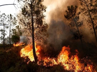آتش‌سوزی جنگل‌های ارس کنترل و مهار شد