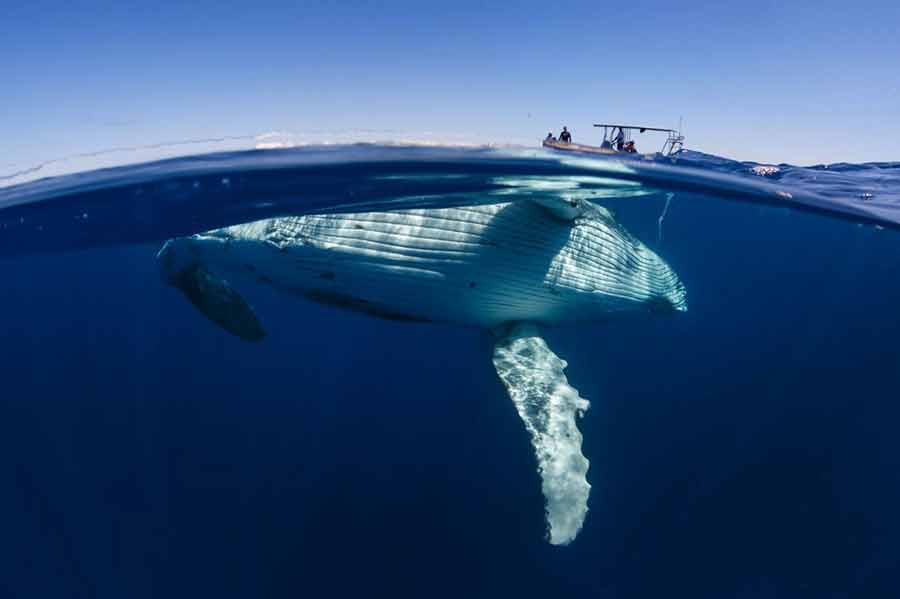 تصاویر زیبا از نهنگ‌ها‎