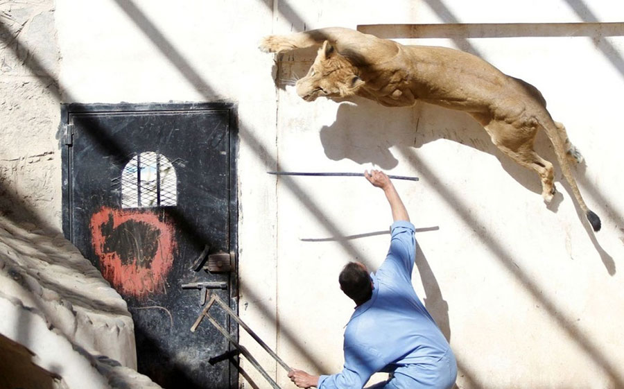 بازی با ماده شیر متعلق به علی عبدالله صالح رئیس جمهور سابق یمن در باغ وحش صنعا
