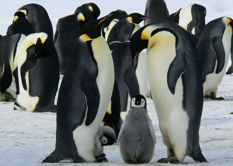 تصاویر دیدنی از پنگوئن‌ها