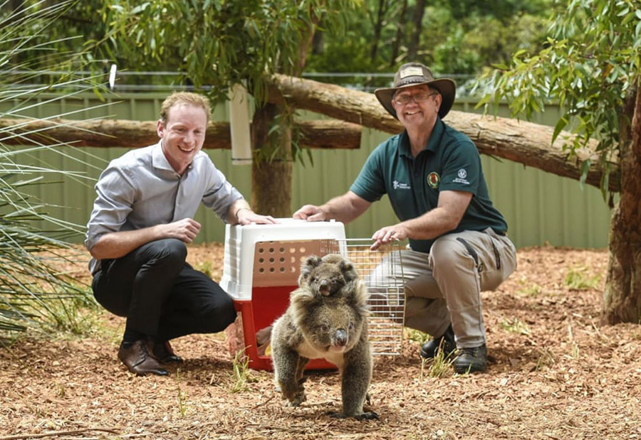 وزیر محیط زیست استرالیا (فرد سمت چپ تصویر) در حال رها کردن یک جفت کوآلای نجات یافته از آتش‌سوزی جنگلی در یک پارک حیات وحش
