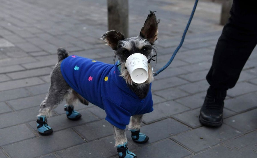 پوشاندن صورت یک سگ با یک فنجان کاغذی به دلیل شیوع ویروس کرونا در خیابانی در پکن چین