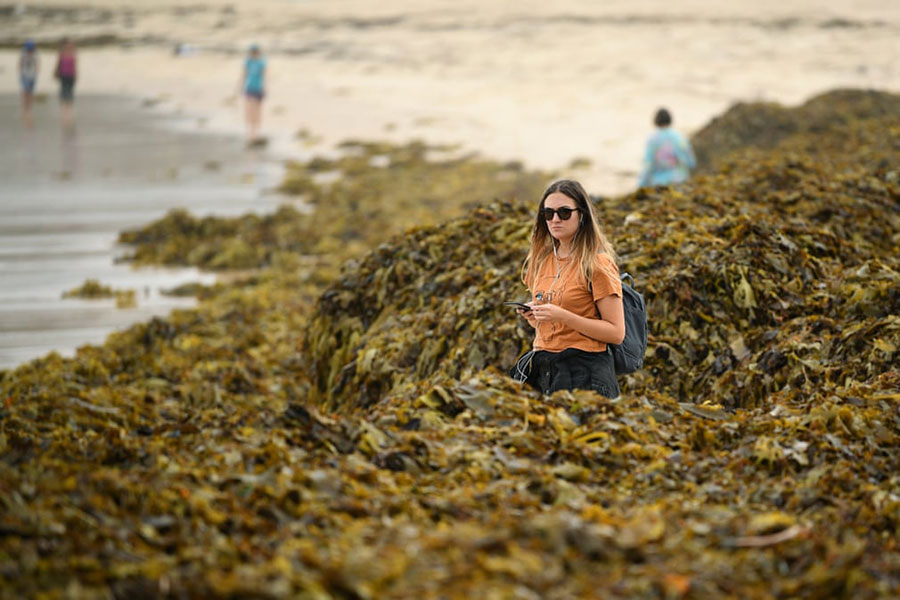 قدم زدن زن استرالیایی در میان توده بزرگی از جلبک دریایی در ساحل سیدنی