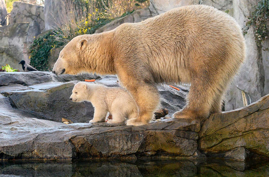 رونمایی از توله خرس قطبی باغ وحش وین اتریش