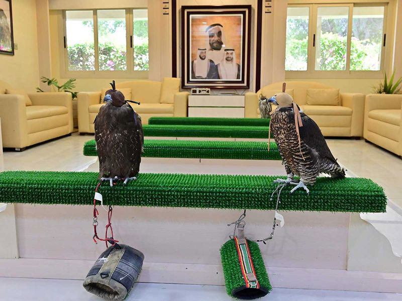 بیمارستان مخصوص پرندگان شکاری در ابوظبی امارات