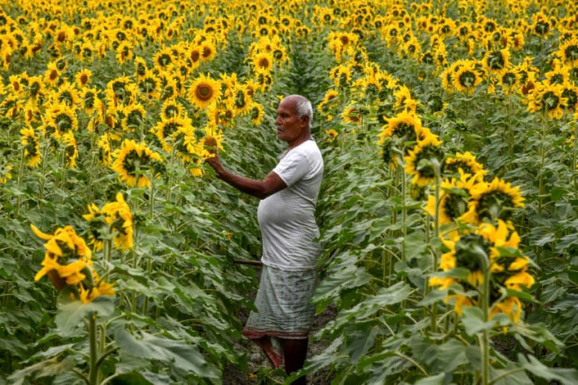 مزرعه گل آفتابگردان در ایالت آسام هند