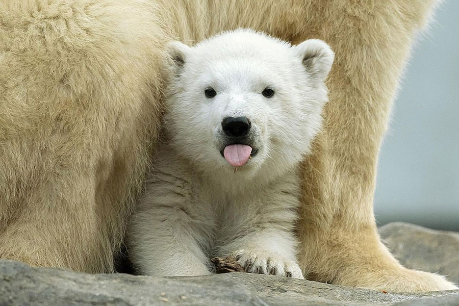 بازیگوشی بچه خرس سفید