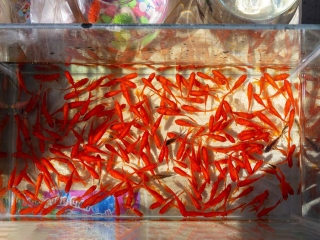 علیرضا زالی : فروش ماهی قرمز در تهران ممنوع شود