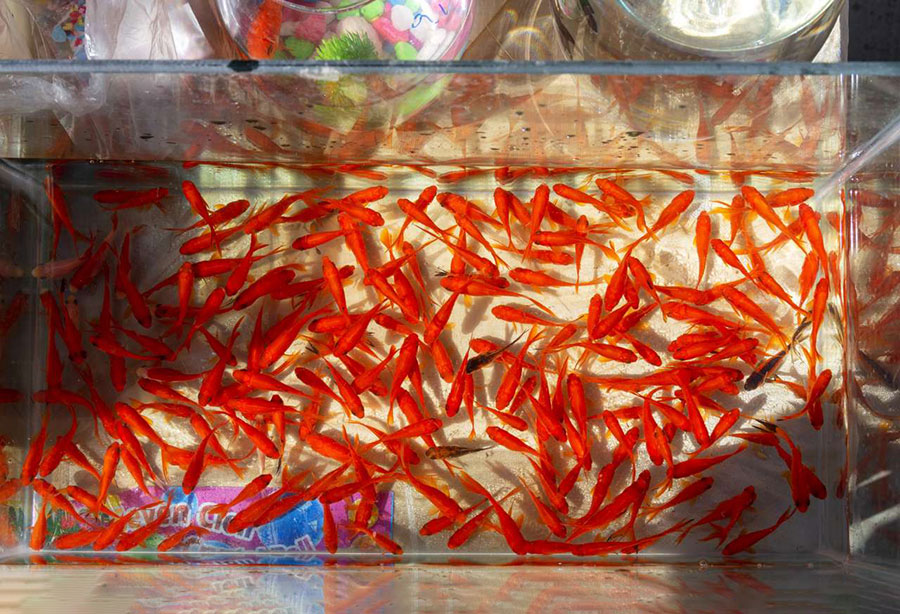 فروش ماهی قرمز در تهران ممنوع شود - Sale of goldfish banned in Tehran فروش ماهی قرمز در تهران ممنوع شود - Sale of goldfish banned in Tehran