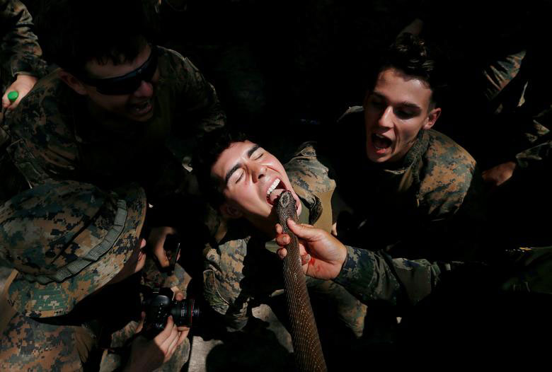 سربازان در حال خوردن خون مار کبرا در جریان رزمایش مشترک آمریکا و تایلند در  پونبوری تایلند