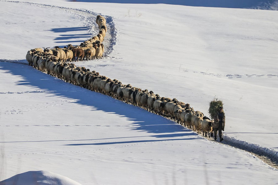 گله گوسفند در استان وان ترکیه