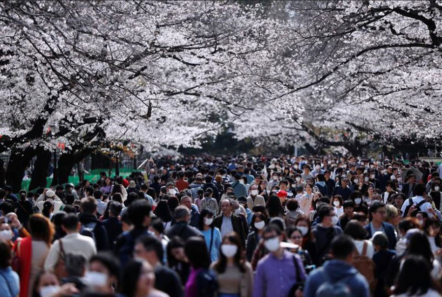 ازدحام پارکی در توکیو برای تماشای شکوفه‌های گیلاس