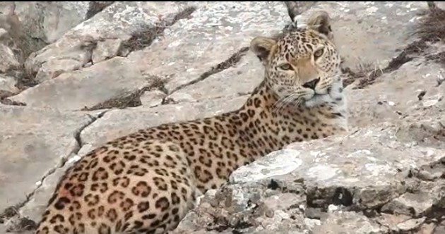 ثبت فیلمی از پلنگ ایرانی در مازندران - recording Iranian Leopard in Mazandaran ثبت فیلمی از پلنگ ایرانی در مازندران - recording Iranian Leopard in Mazandaran