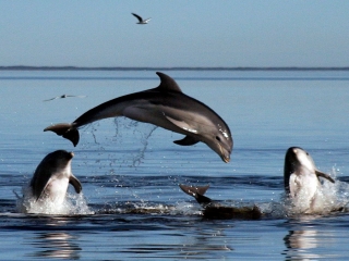 14 آوریل؛ روز جهانی دلفین