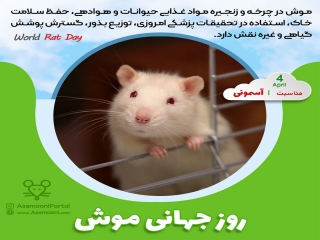 چهارم آوریل؛ روز جهانی موش صحرایی