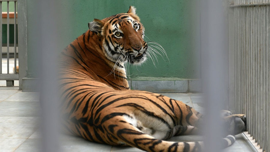 ابتلای یک قلاده ببر به کرونا در نیویورک - A tiger was infected by corona in New York