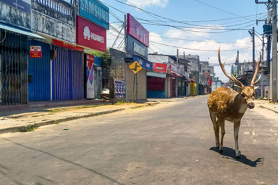 یک گوزن وحشی در یک خیابان متروک در شهر بندر Trincomalee، سری لانکا یک گوزن وحشی در یک خیابان متروک در شهر بندر Trincomalee، سری لانکا