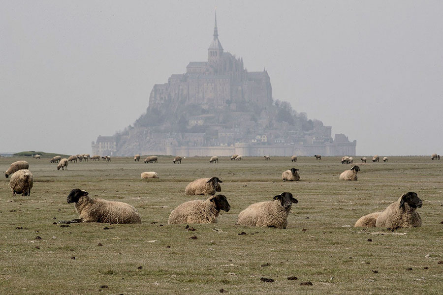 گوسفندان و بره ها در مراتع در نزدیکی مونت سن میشل در شمال غربی فرانسه در حین محاصره در سراسر کشور