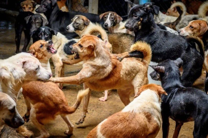 جمع آوری 1500 سگ ولگرد گرسنه از سطح شهر بانکوک تایلند
