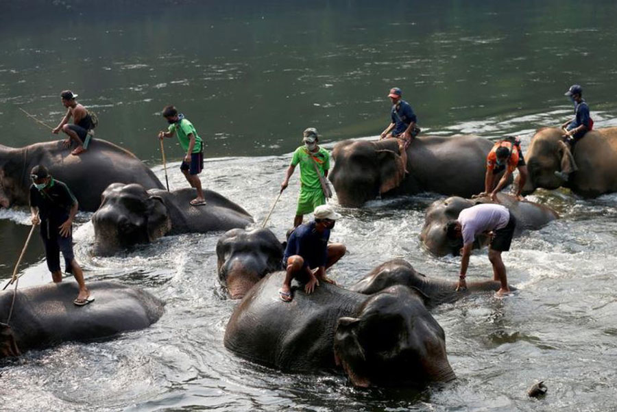 کارگران مهاجر میانماری در حال شستشوی فیل‌ها در رودخانه‌ای در تایلند