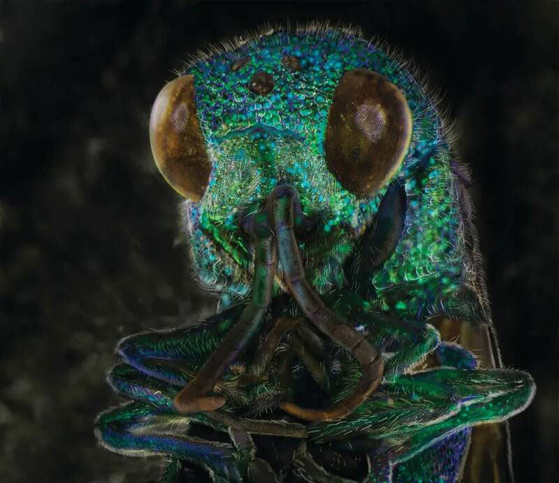 تصاویر میکروسکوپی از حشرات