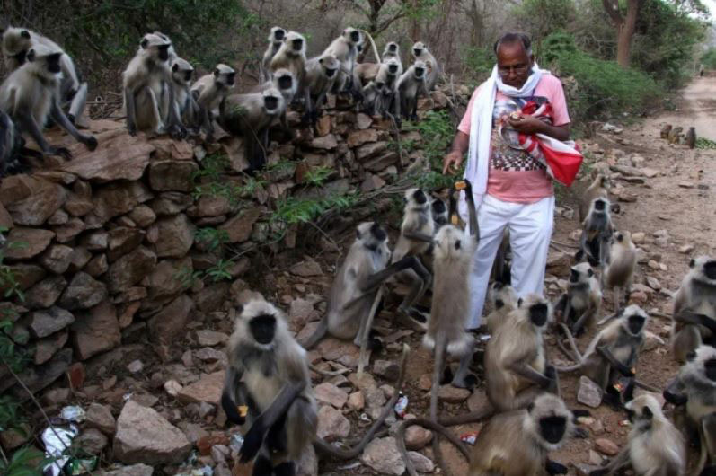 غذا دادن به میمون‌های گرسنه در شهر پوشکار هند