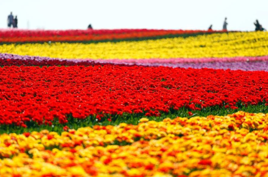 یک مرزعه پرورش گل لاله در آلمان یک مرزعه پرورش گل لاله در آلمان