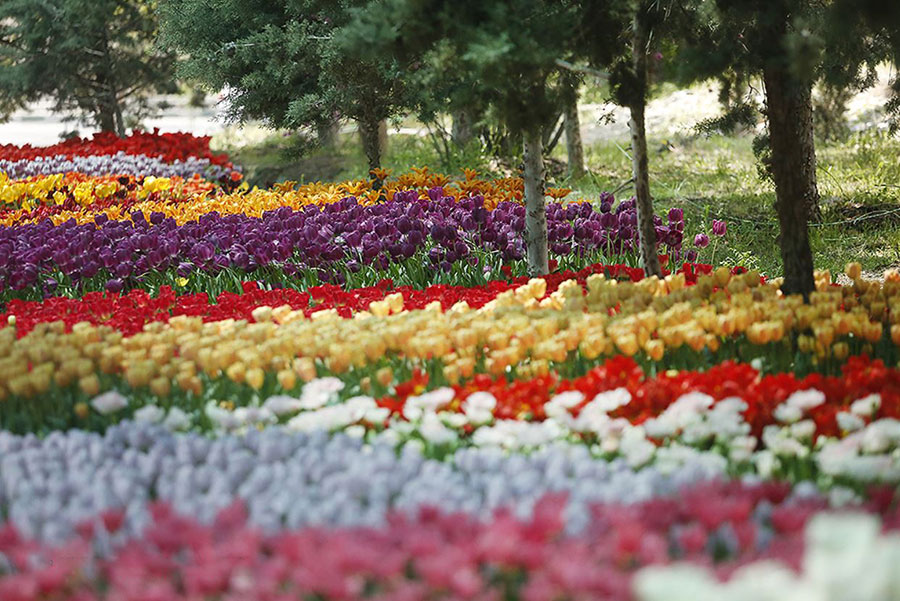 پیادهراه لاله برای مادران پیادهراه لاله برای مادران