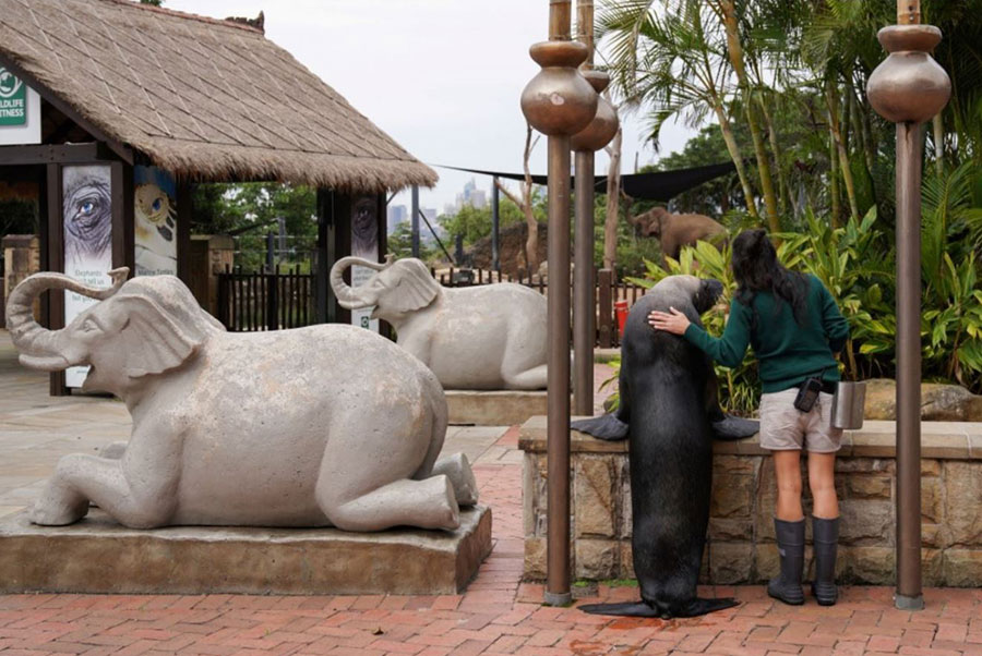 دانیل فاکس سرپرست واحد پستانداران دریایی باغ وحش شهر سیدنی استرالیا در کنار یک شیر دریایی به نام مالی در حال تماشای بخش فیل‌ها در باغ وحش خلوت و خالی از جمعیت سیدنی