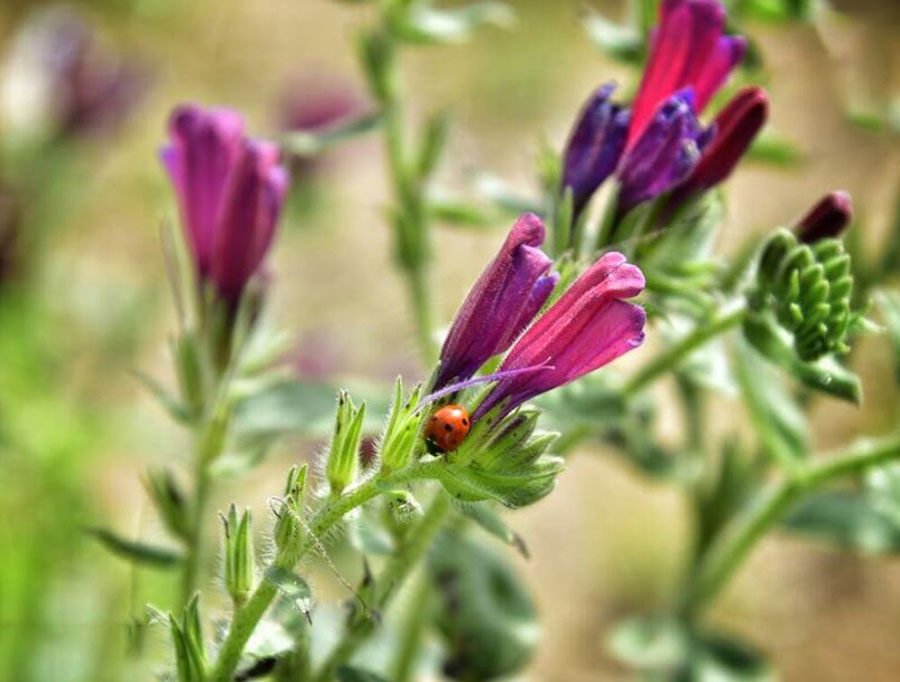 شهرستان آزادشهر و روستای فاضل آباد یکی از قطب‌های کشت و پرورش داروی گیاهی گل گاوزبان در کشور