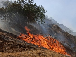 آتش سوزی جنگلهای گچساران بالاخره مهار شد