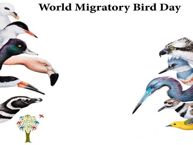 10 اکتبر، روز جهانی پرنده مهاجر