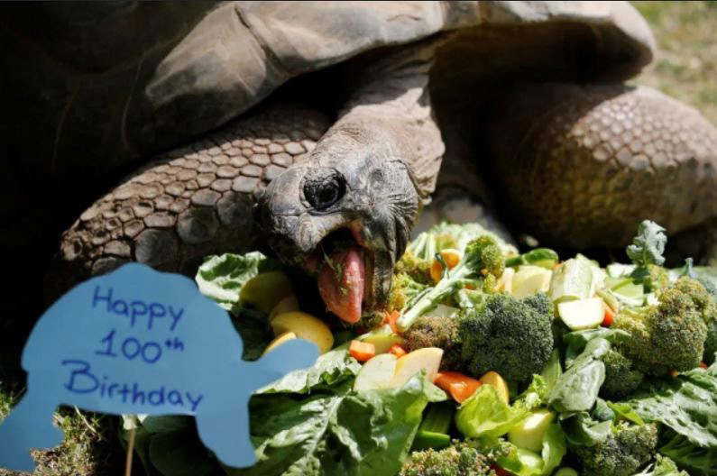 کیک صیفی جات برای جشن تولد 100 سالگی  تاکی لاک پشت باغ وحشی در شهر داریجا ترکیه