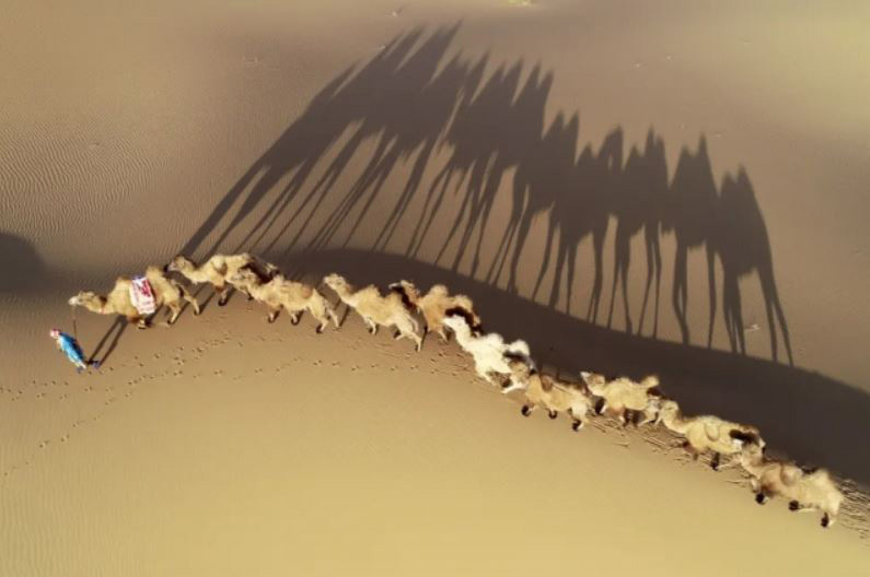 عبور کاروان شتر از صحرای باداین جاران سومین بیابان بزرگ در گستره کشور پهناور چین عبور کاروان شتر از صحرای باداین جاران سومین بیابان بزرگ در گستره کشور پهناور چین