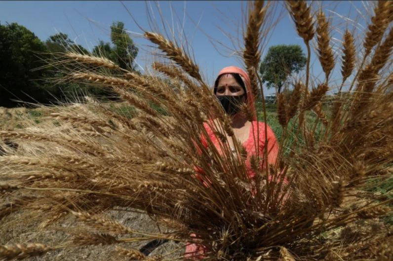 کشاورزان هندی در حال برداشت محصول گندم در ماندال هند
