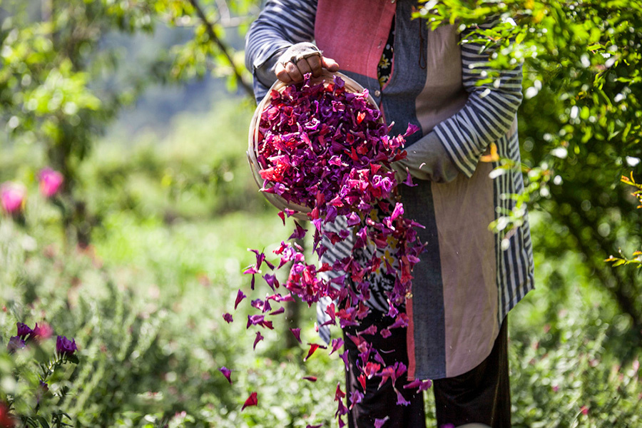 برداشت گل گاوزبان در دهستان استخر پشت شهرستان نکاء مازندران