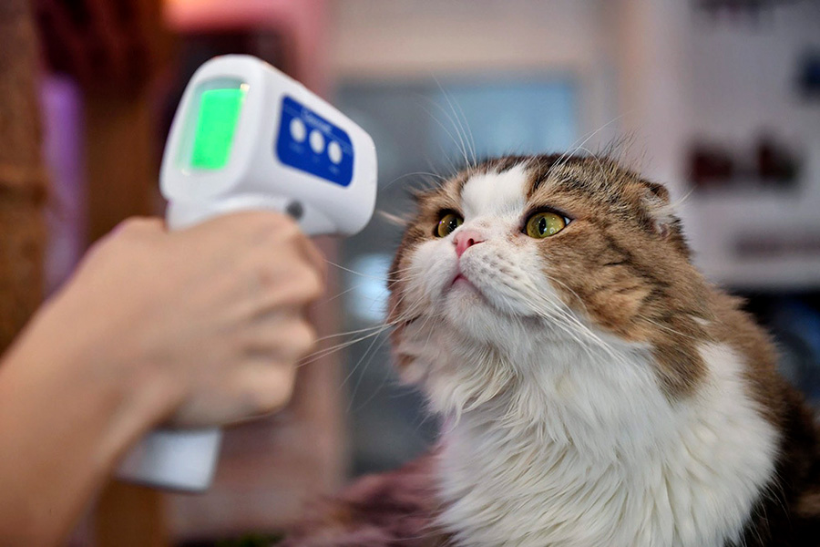 تست درجه حرارات از یک گربه در بانکوک تایلند