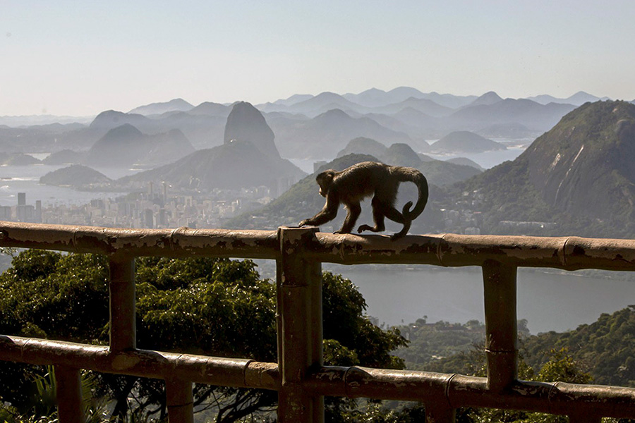 یک میمون در ریودوژانیرو، برزیل