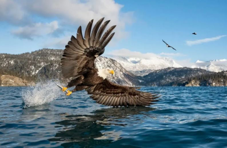 شکار عقاب در آلاسکا